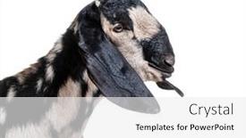  Presentation with head - Theme with head-shot-of-an-anglo background and a white colored foreground