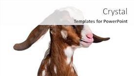  Presentation with head - Presentation design consisting of head-shot-of-an-anglo background and a white colored foreground