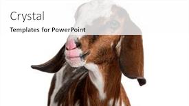  Presentation with head - PPT theme featuring head-shot-of-an-anglo and a white colored foreground