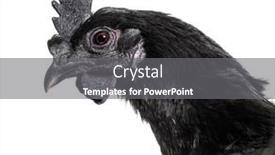  Presentation with hen - Slide set featuring head-shot-of-ayam-cemani background and a gray colored foreground