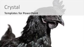  Presentation with hen - PPT layouts consisting of head-shot-of-ayam-cemani background and a white colored foreground