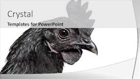  Presentation with hen - PPT theme having head-shot-of-ayam-cemani background and a light gray colored foreground