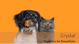  Presentation with cat dog - Slides with head-shot-of-cat background and a coral colored foreground