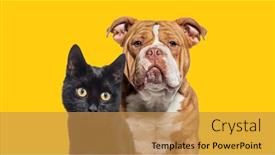  Presentation with dog cat - Presentation theme having head-shot-of-dog background and a gold colored foreground