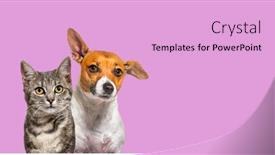  Presentation with russell - Presentation theme having head-shot-of-grey-striped background and a lavender colored foreground