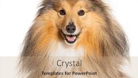  Presentation with head - Theme having head-shot-of-happy-sheltie and a coral colored foreground