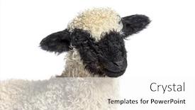  Presentation with sheep - Presentation design enhanced with head-shot-of-lamb-blacknose background and a white colored foreground