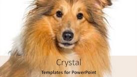  Presentation with sheepdog - Slide deck featuring head-shot-of-shetland-sheepdog background and a yellow colored foreground