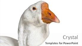  Presentation with shot - Slide deck enhanced with head-shot-of-white-kholmogory background and a white colored foreground