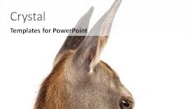  Presentation with head - Slides featuring head-shot-on-a-doe background and a  colored foreground