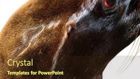  Presentation with lion - Presentation theme having head-shot-on-south-american background and a wine colored foreground