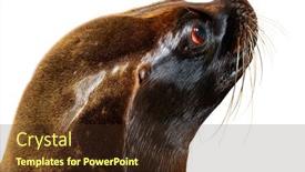  Presentation with lion - Presentation design enhanced with head-shot-on-south-american background and a tawny brown colored foreground