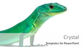  Presentation with pointer green - Slide set enhanced with head-shot-portrait background and a white colored foreground