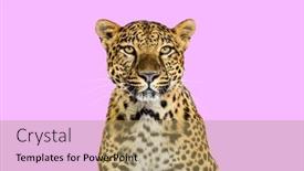  Presentation with pink cat - Presentation design featuring head-shot-portrait background and a coral colored foreground