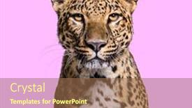  Presentation with leopard cat - Slide deck consisting of head-shot-portrait background and a coral colored foreground