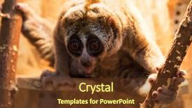 Presentation with wind energy close up portrait - PPT theme having head toe - beautiful slow loris closeup portrait background and a tawny brown colored foreground