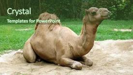  Presentation with camel - Amazing theme having head toe - dromedary camel sit on sand backdrop and a tawny brown colored foreground