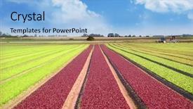  Presentation with salad - Beautiful PPT theme featuring head tractors - vegetable field salad backdrop and a  colored foreground