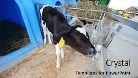  Presentation with dairy farm - Presentation theme featuring head tractors - young calf on a dairy background and a coral colored foreground