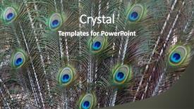  Presentation with exhibition - Presentation design having head up display - amazing peacock during his exhibition background and a dark gray colored foreground