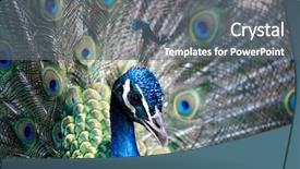  Presentation with exhibition - Audience pleasing presentation theme consisting of head up display - amazing peacock during his exhibition backdrop and a gray colored foreground
