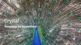  Presentation with exhibition - Presentation featuring head up display - amazing peacock during his exhibition background and a gray colored foreground