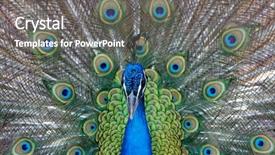  Presentation with peacock on a gold - Presentation theme enhanced with head up display - amazing peacock during his exhibition background and a gray colored foreground