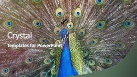  Presentation with peacock - Presentation theme consisting of head up display - amazing peacock during his exhibition background and a gray colored foreground