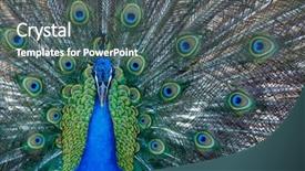  Presentation with exhibition - Beautiful presentation theme featuring head up display - amazing peacock during his exhibition backdrop and a ocean colored foreground