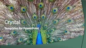  Presentation with peacock the indian peafowl - Colorful presentation theme enhanced with head up display - amazing peacock during his exhibition backdrop and a ocean colored foreground