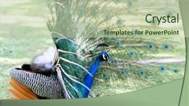  Presentation with artwork exhibition - Slide set enhanced with head up display - amazing peacock during his exhibition background and a mint green colored foreground