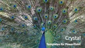  Presentation with peacock - Presentation theme consisting of head up display - amazing peacock during his exhibition background and a ocean colored foreground