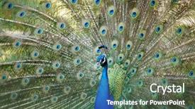  Presentation with exhibition - Colorful presentation theme enhanced with head up display - amazing peacock during his exhibition backdrop and a gray colored foreground