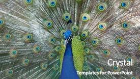  Presentation with exhibition - Audience pleasing presentation theme consisting of head up display - amazing peacock during his exhibition backdrop and a ocean colored foreground