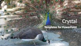  Presentation with exhibition - PPT theme featuring head up display - amazing peacock during his exhibition background and a dark gray colored foreground