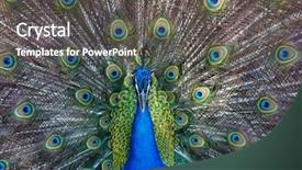 Presentation with peacock - Presentation theme enhanced with head up display - amazing peacock during his exhibition background and a gray colored foreground