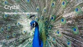  Presentation with peacock - Colorful presentation enhanced with head up display - amazing peacock during his exhibition backdrop and a gray colored foreground