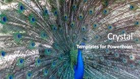  Presentation with peacock - Presentation design having head up display - amazing peacock during his exhibition background and a gray colored foreground