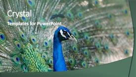  Presentation with peacock - Presentation with head up display - amazing peacock during his exhibition background and a gray colored foreground