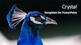  Presentation with peacock the indian peafowl - Amazing presentation having head up display - amazing portrait of a peacock backdrop and a black colored foreground