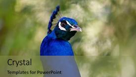  Presentation with peacock - Amazing presentation design having head up display - amazing portrait of a peacock backdrop and a gold colored foreground