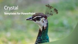  Presentation with peacock on a gold - Presentation design with head up display - amazing portrait of a peacock background and a gray colored foreground