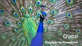  Presentation with peacock - PPT layouts featuring head up display - splendid peacock with feathers background and a gray colored foreground