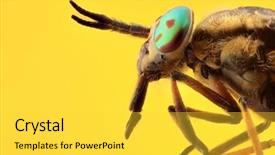  Presentation with biology - Audience pleasing PPT theme consisting of head with metallic eye backdrop and a yellow colored foreground