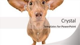  Presentation with dachshund - Amazing slide set having headlisten - dachshund listening to music backdrop and a lemonade colored foreground