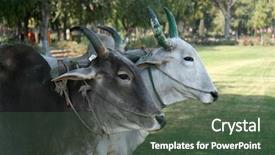  Presentation with agra - PPT theme with heads of indian cows agra india background and a tawny brown colored foreground