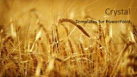  Presentation with heads - Beautiful presentation theme featuring heads-of-wheat-grain backdrop and a gold colored foreground