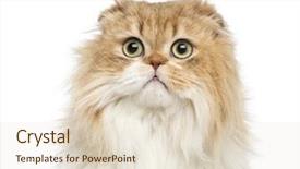  Presentation with fold - Amazing slide set having heads people - close-up of a highland fold backdrop and a  colored foreground