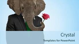  Presentation with man head in hands - Presentation theme having heads people - portrait of man with animal background and a sky blue colored foreground