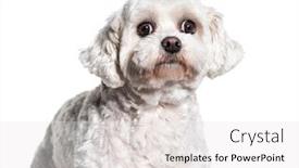  Presentation with monarch butterfly isolated on white - Colorful slides enhanced with headshot-of-a-bichon-isolated backdrop and a white colored foreground